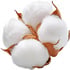Cotton flower